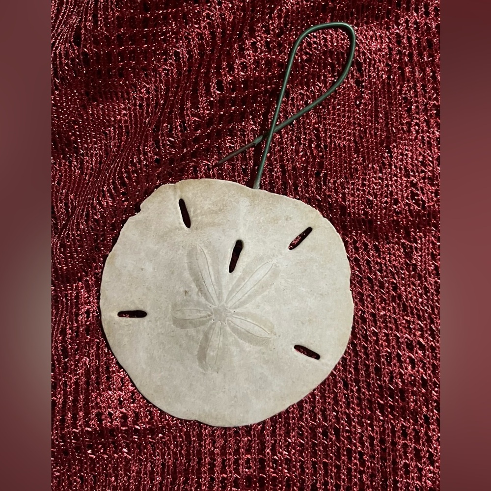 Collection of  Sand Dollars - Picture 5 of 10